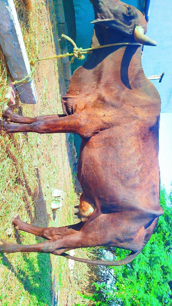 થંબનેલ 3