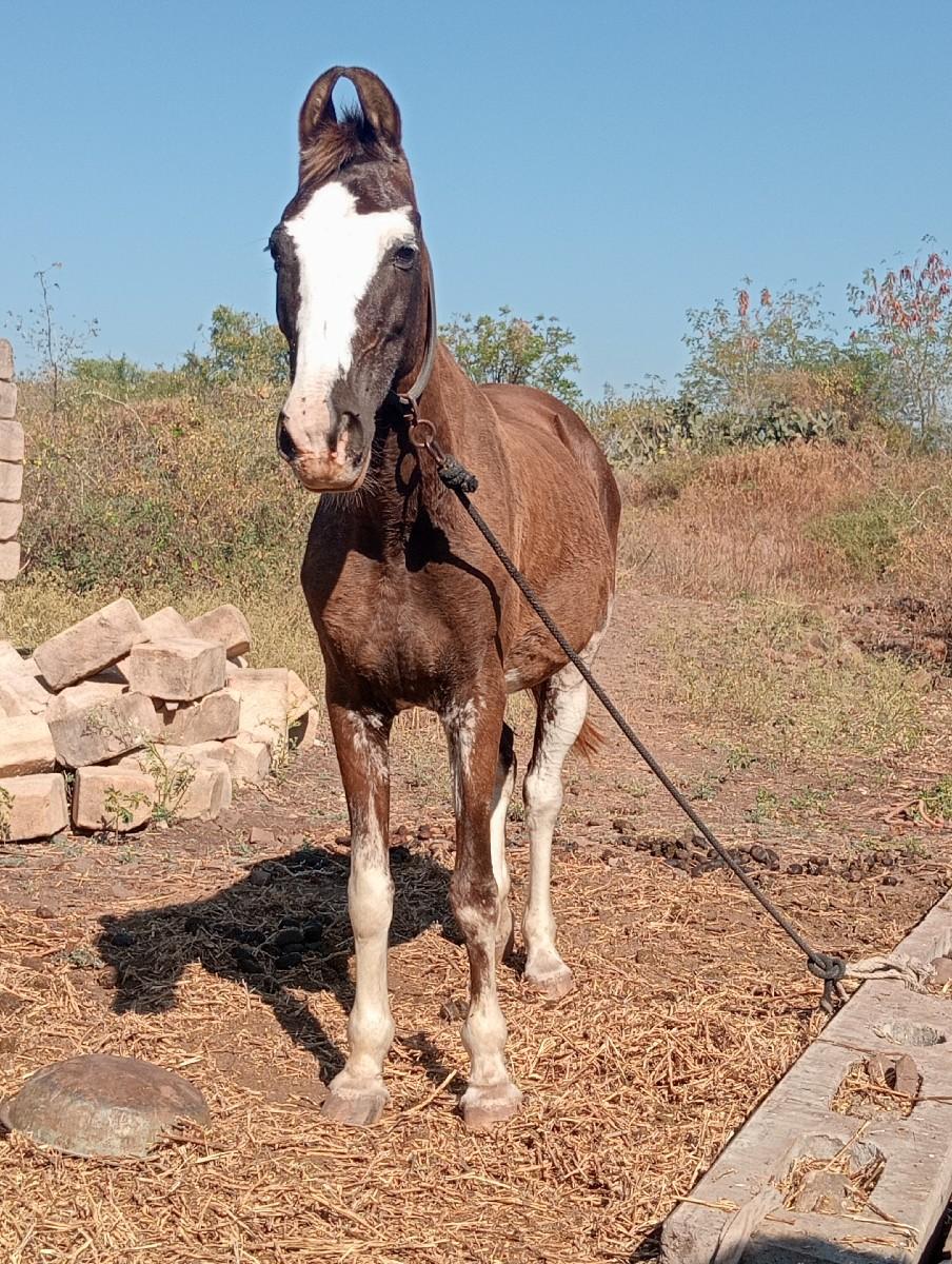 ધોડી નુ સાટુ કરવાનુ છે