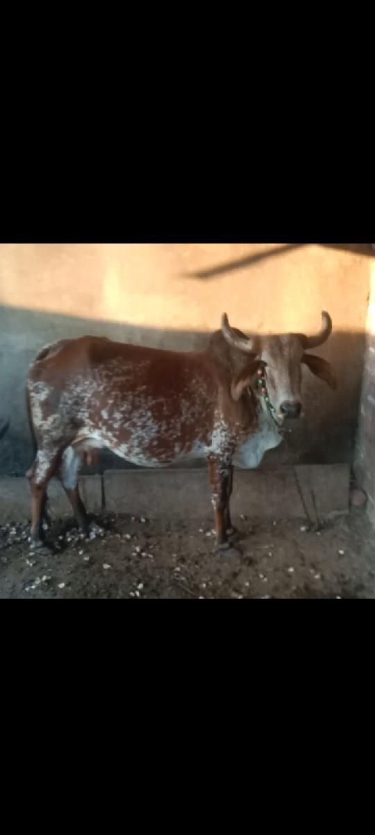 ગાય વેચવાની છે
