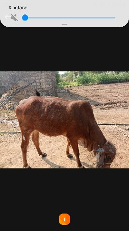 थंबनेल 3