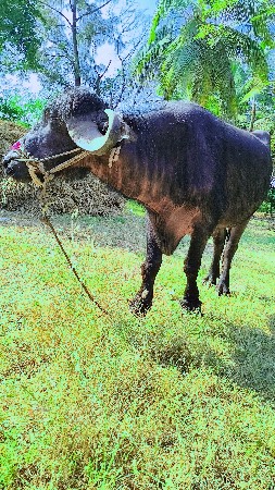 વેચવાનો છે