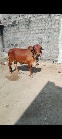 ગીર હોળકિવેસવાનીછે