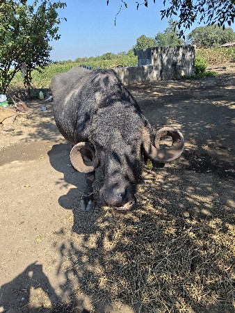 थंबनेल 3