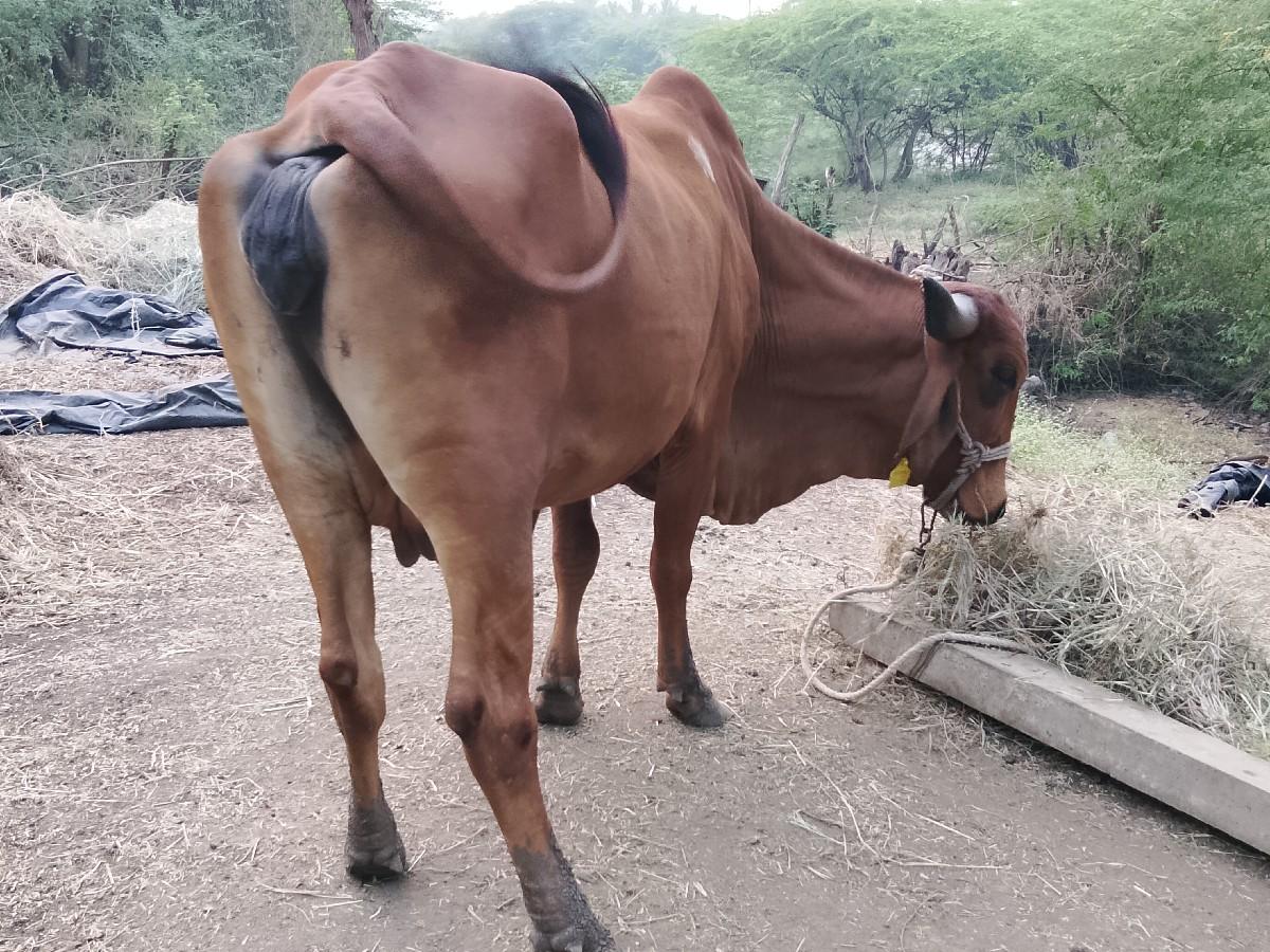 थंबनेल 5