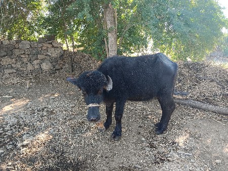 थंबनेल 3