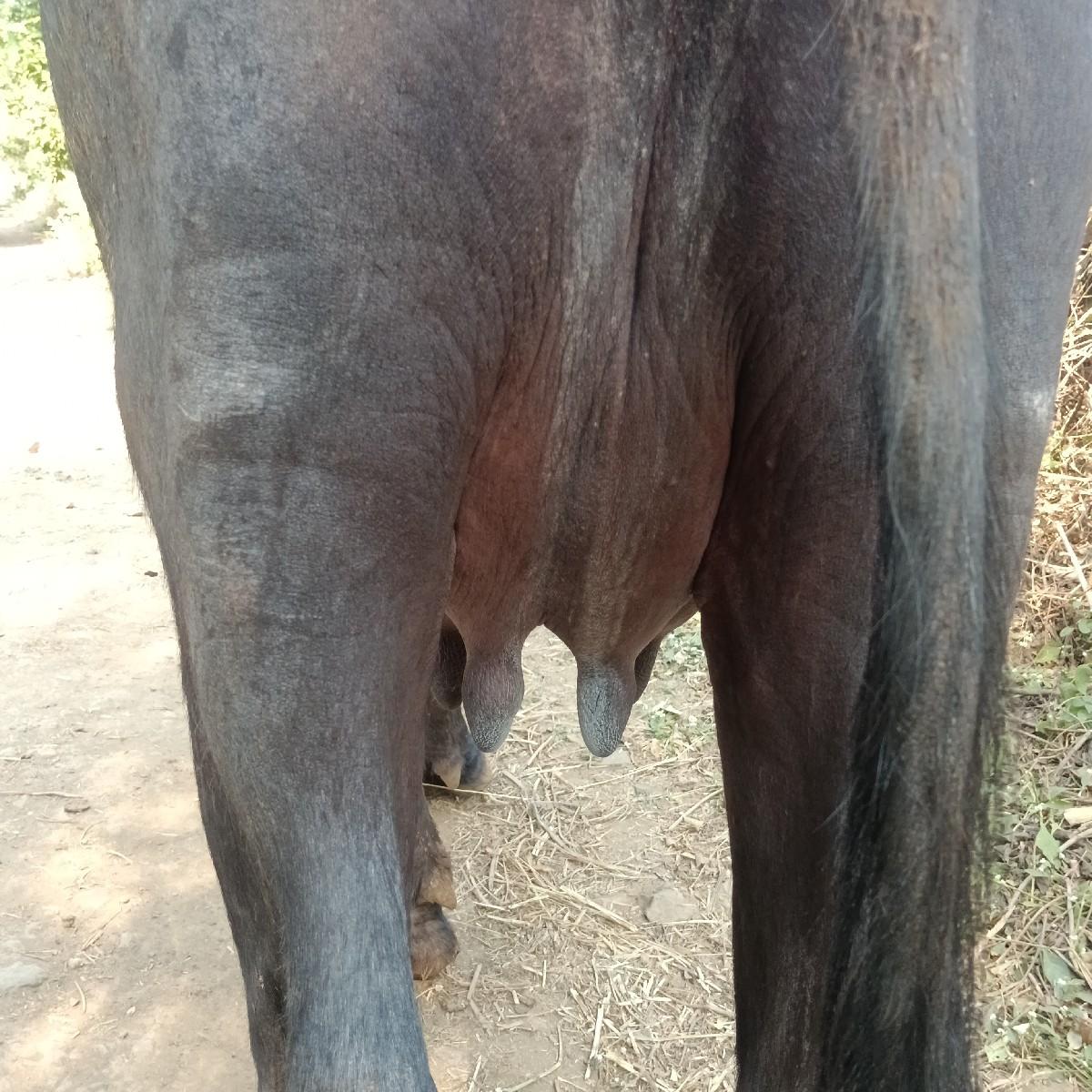 થંબનેલ 2