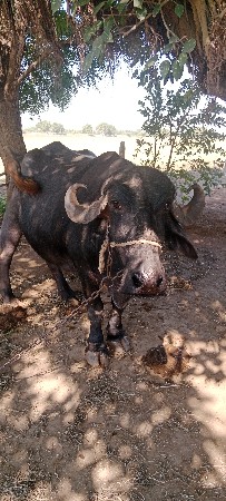 થંબનેલ 3