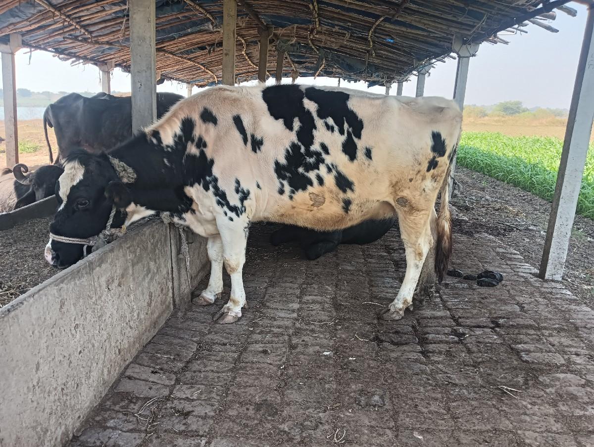 थंबनेल 2