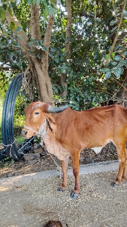 હોડકી વેચવાની છે