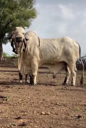 થંબનેલ 3