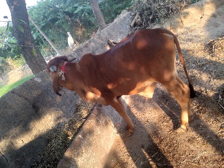 બળદ વેચવાનો છે