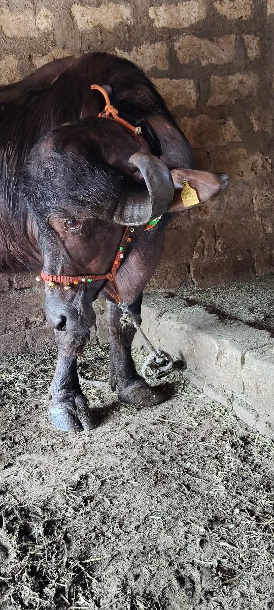 થંબનેલ 3