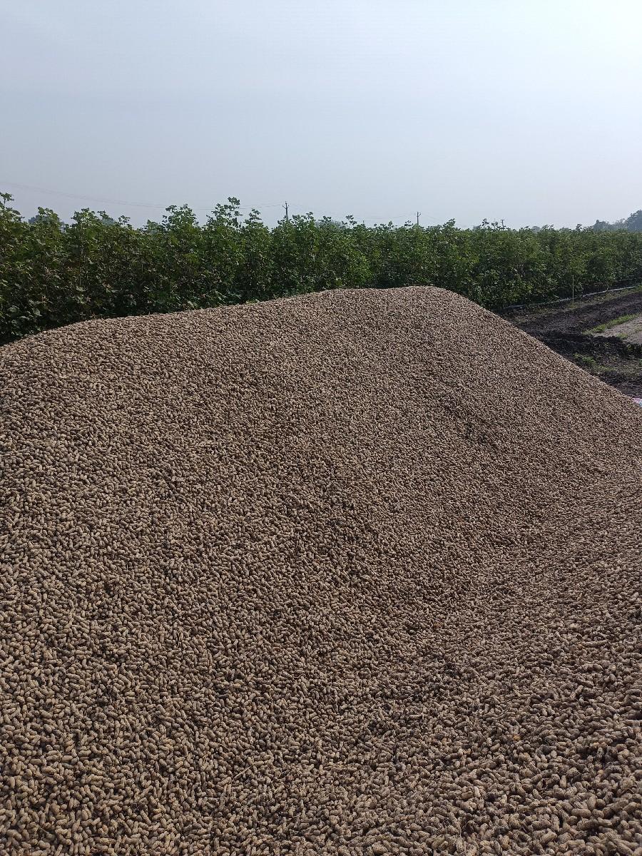 G20 મગફળી વેચવાની છે બિયારણ મા