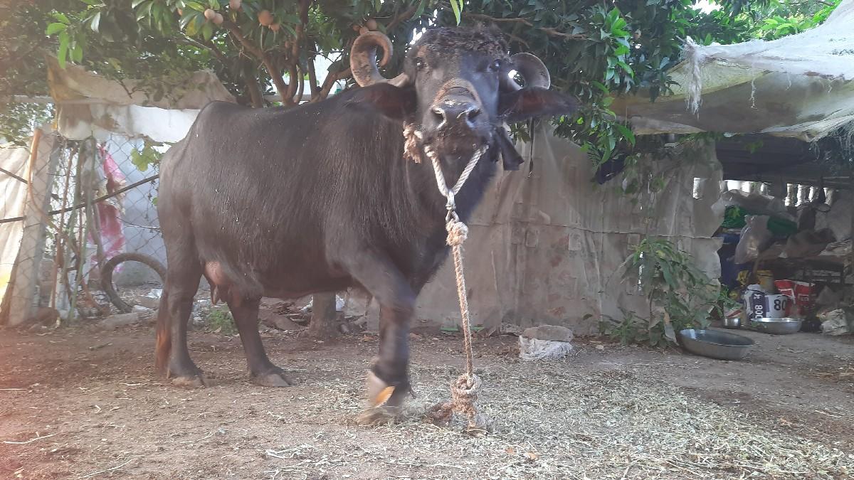 થંબનેલ 3