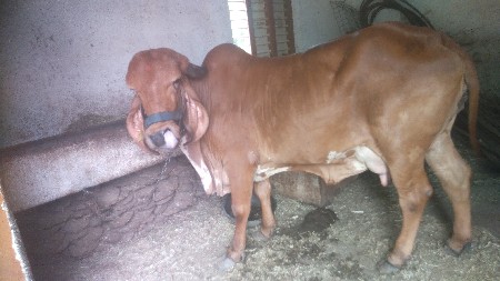 ગીર ગાય વેશવાની છે