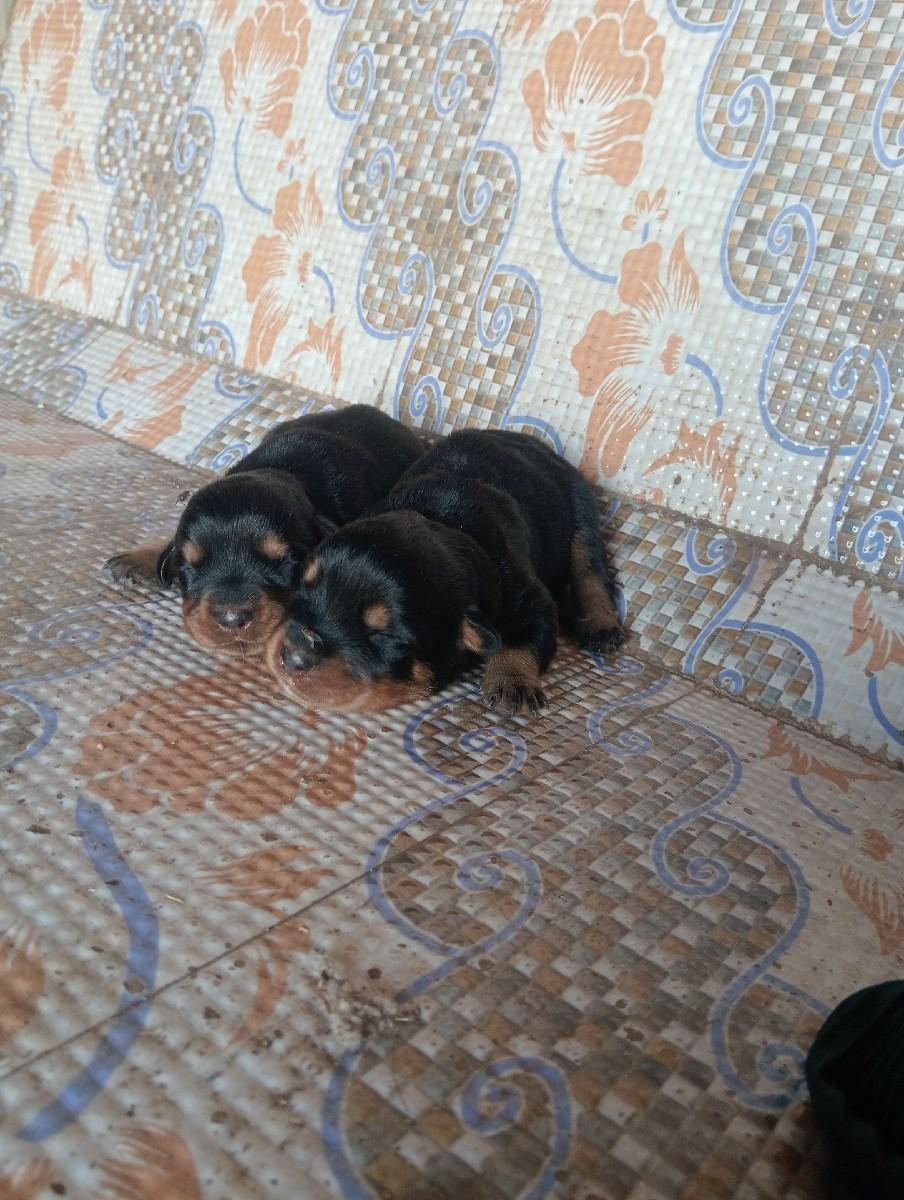 થંબનેલ 3