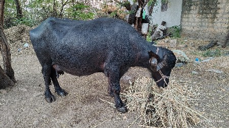 ભેંસ વેચવાની છે