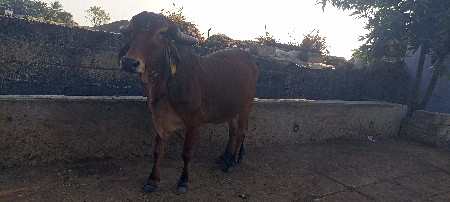 ગીર હોડકી વેચવાની છે