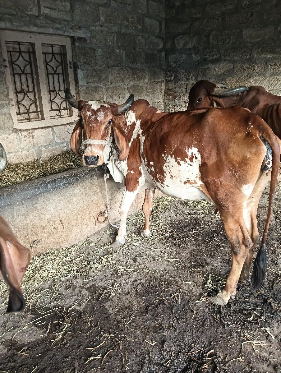 ગાય વેચવા ની છે