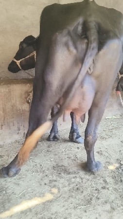 थंबनेल 3