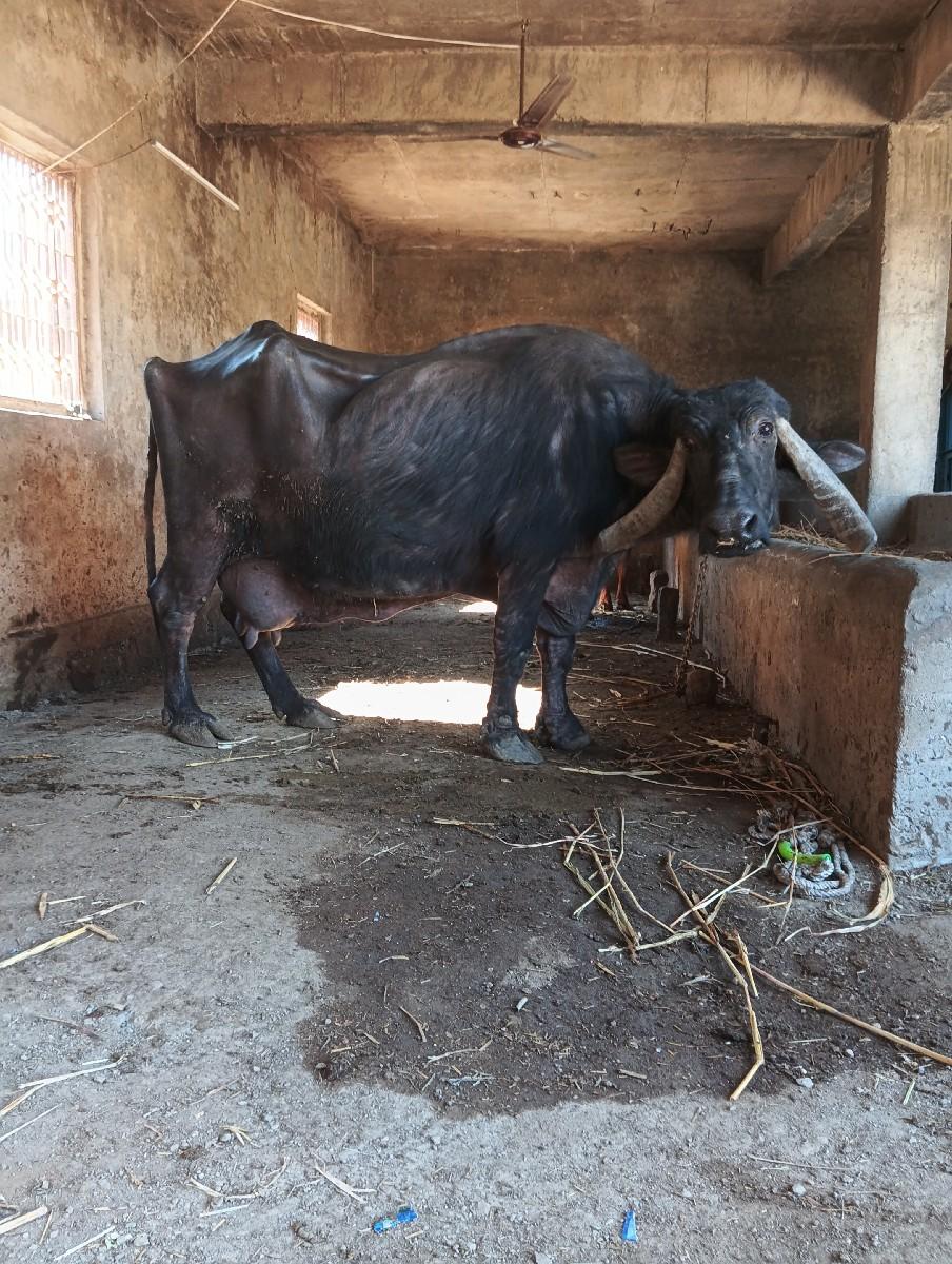 થંબનેલ 2