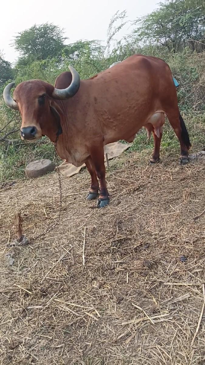 थंबनेल 3