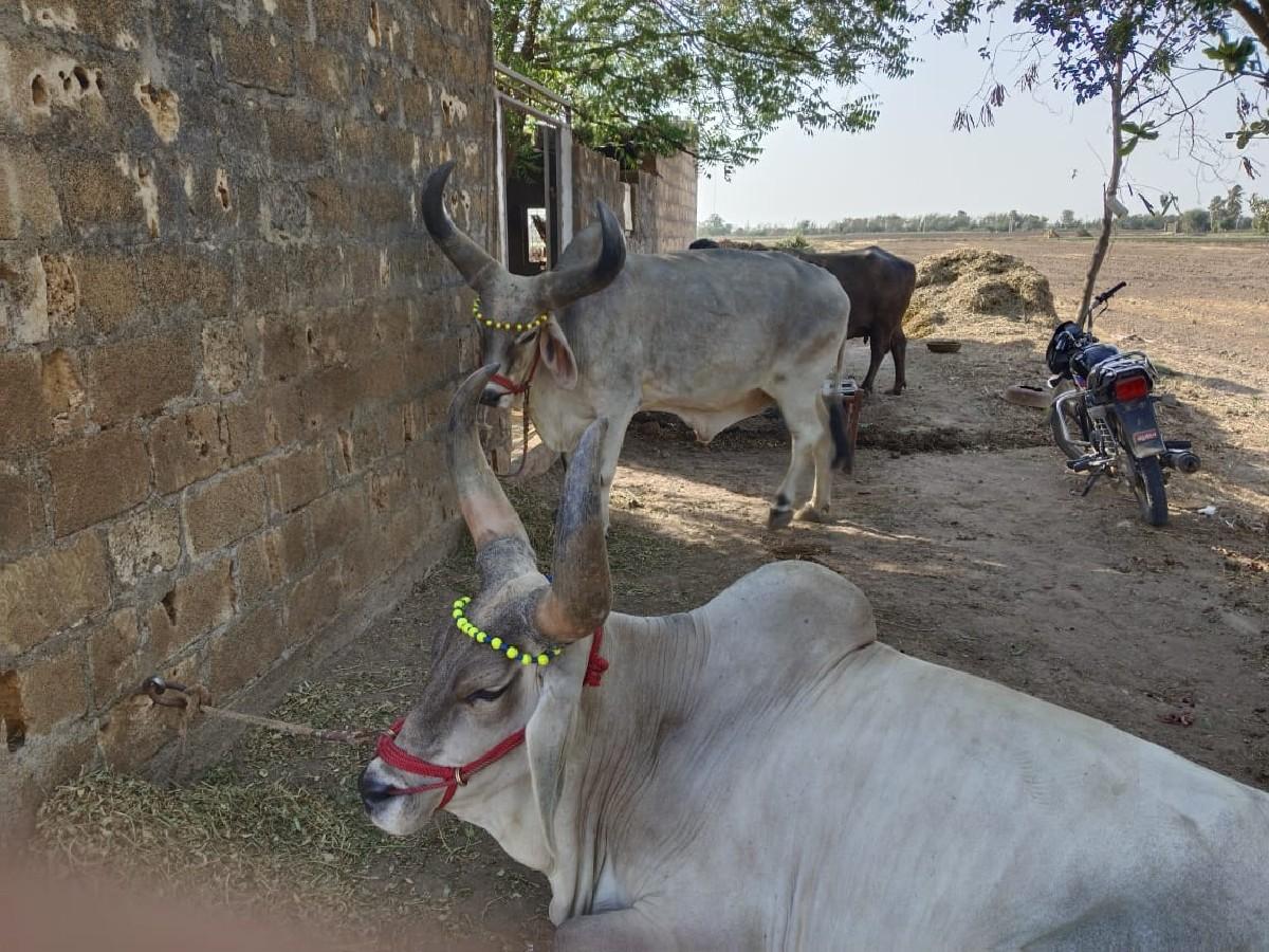 વેચવાના