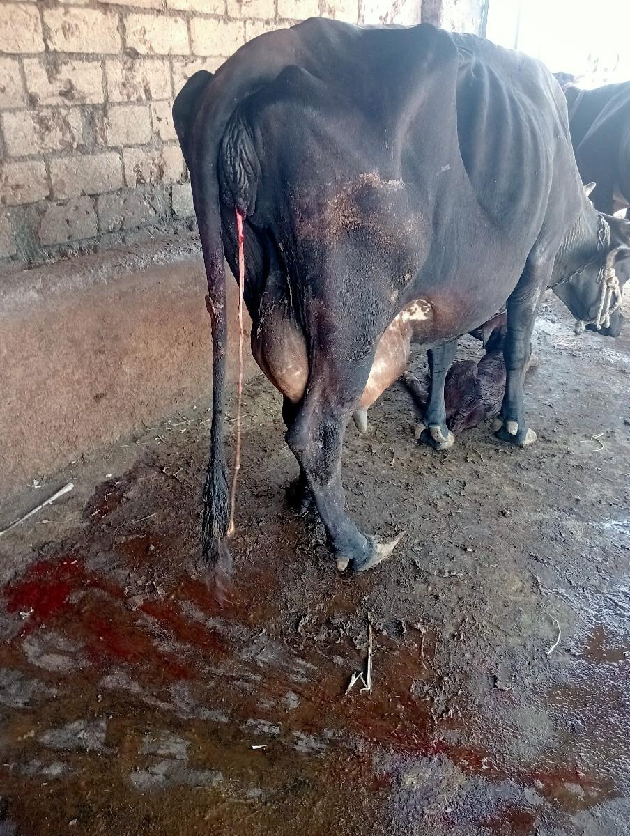 थंबनेल 3