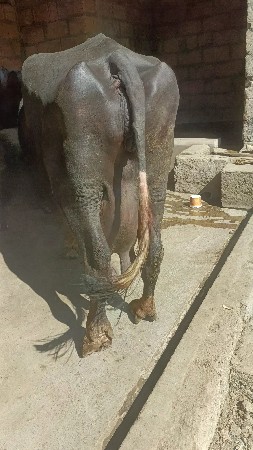 ભેંસ વેસવાની સે