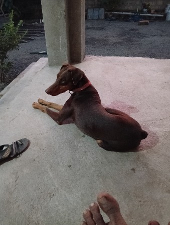 કુતરો વેચવાનો છે