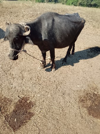 थंबनेल 2