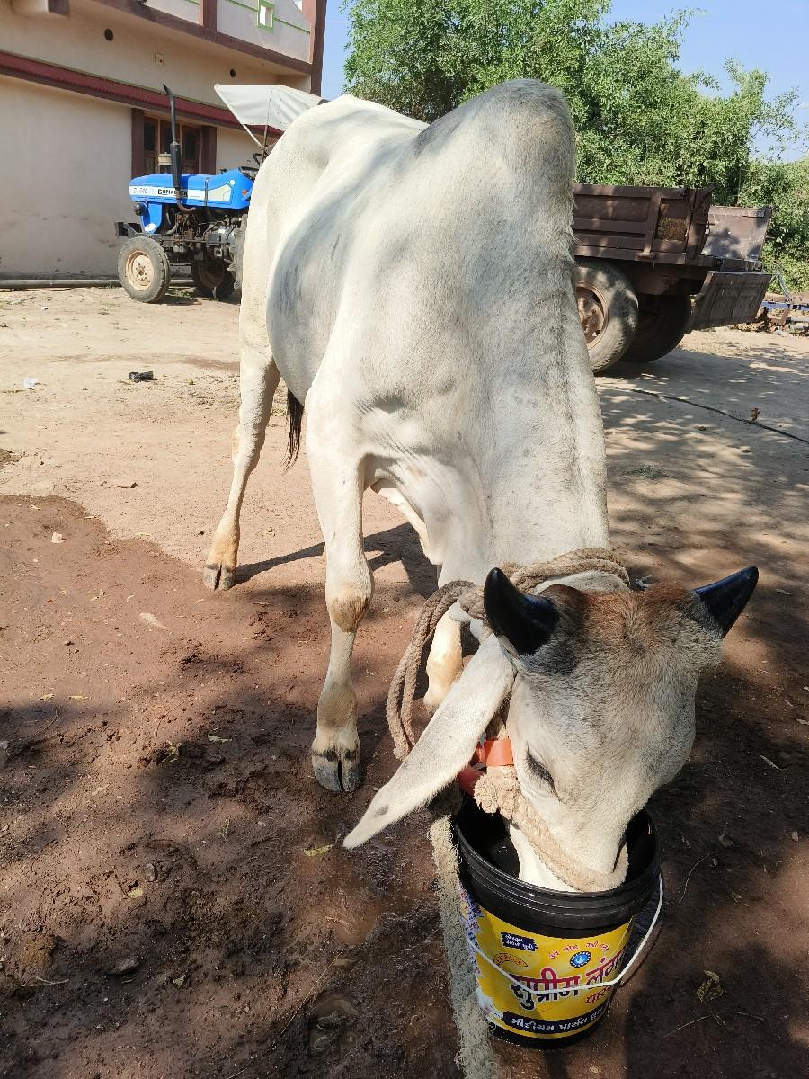 ગોધલો વેચવા નો છે સીગલ છે