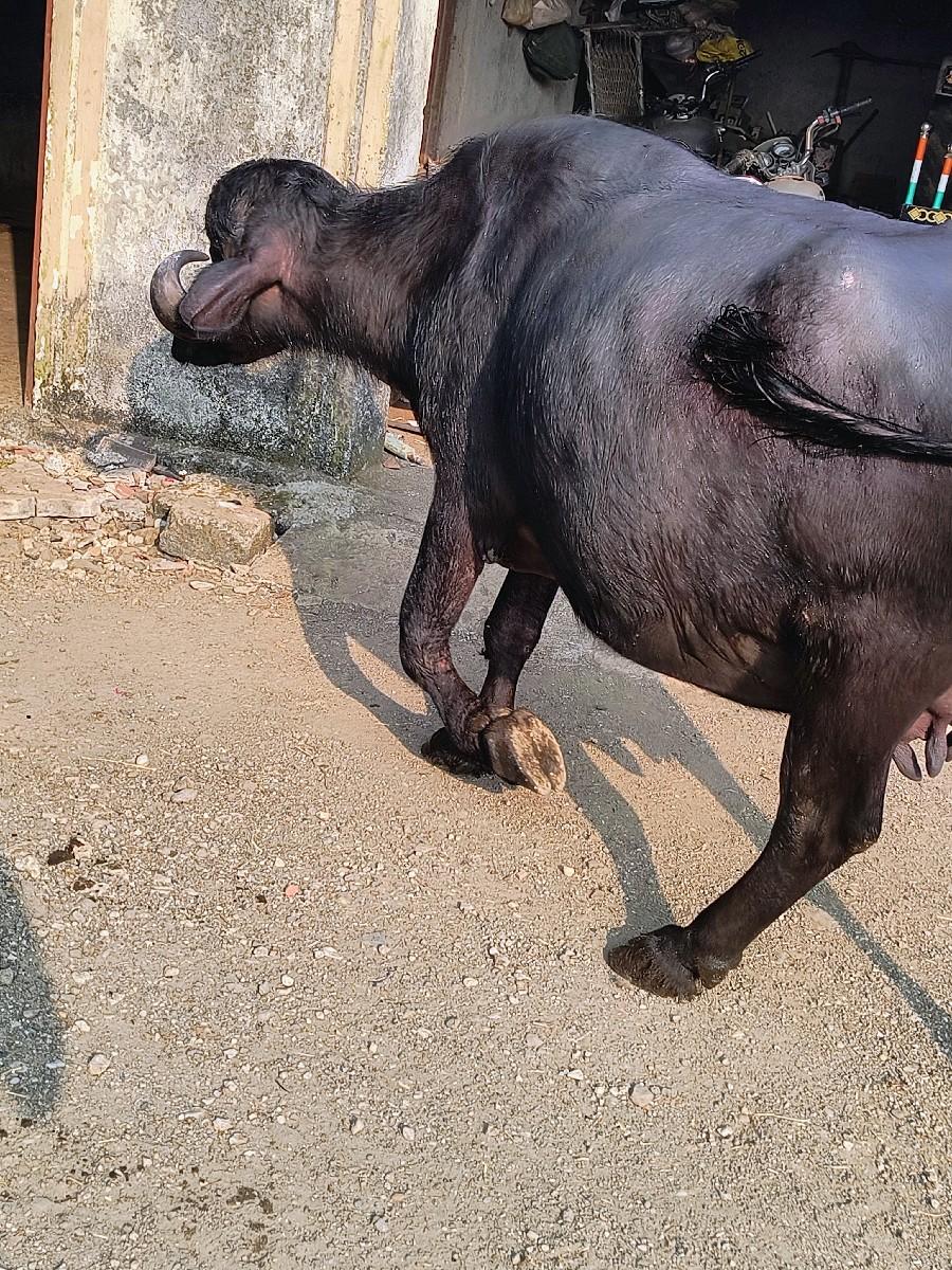 થંબનેલ 3