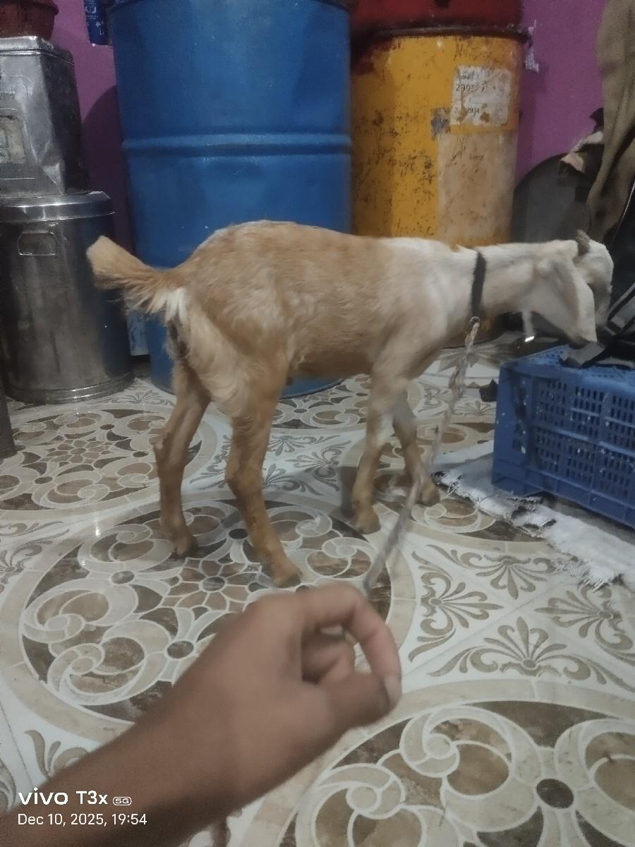 थंबनेल 3