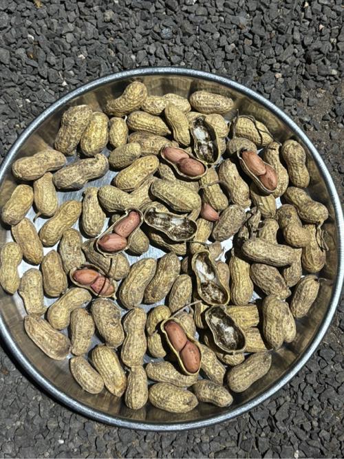 બીયારણની કોરી માંડવી વેચવાની છે
G-20