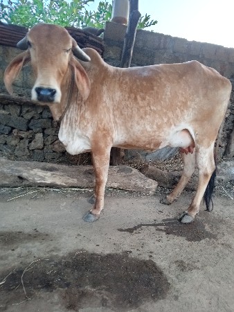 આ ગાય વેચવાની છે.