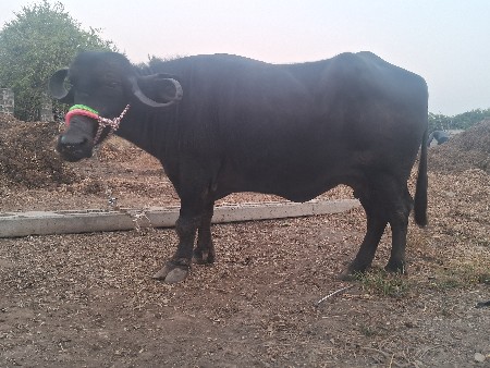 ભેસ વેચવાની છે