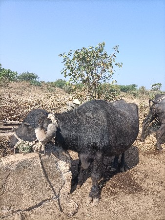 थंबनेल 3