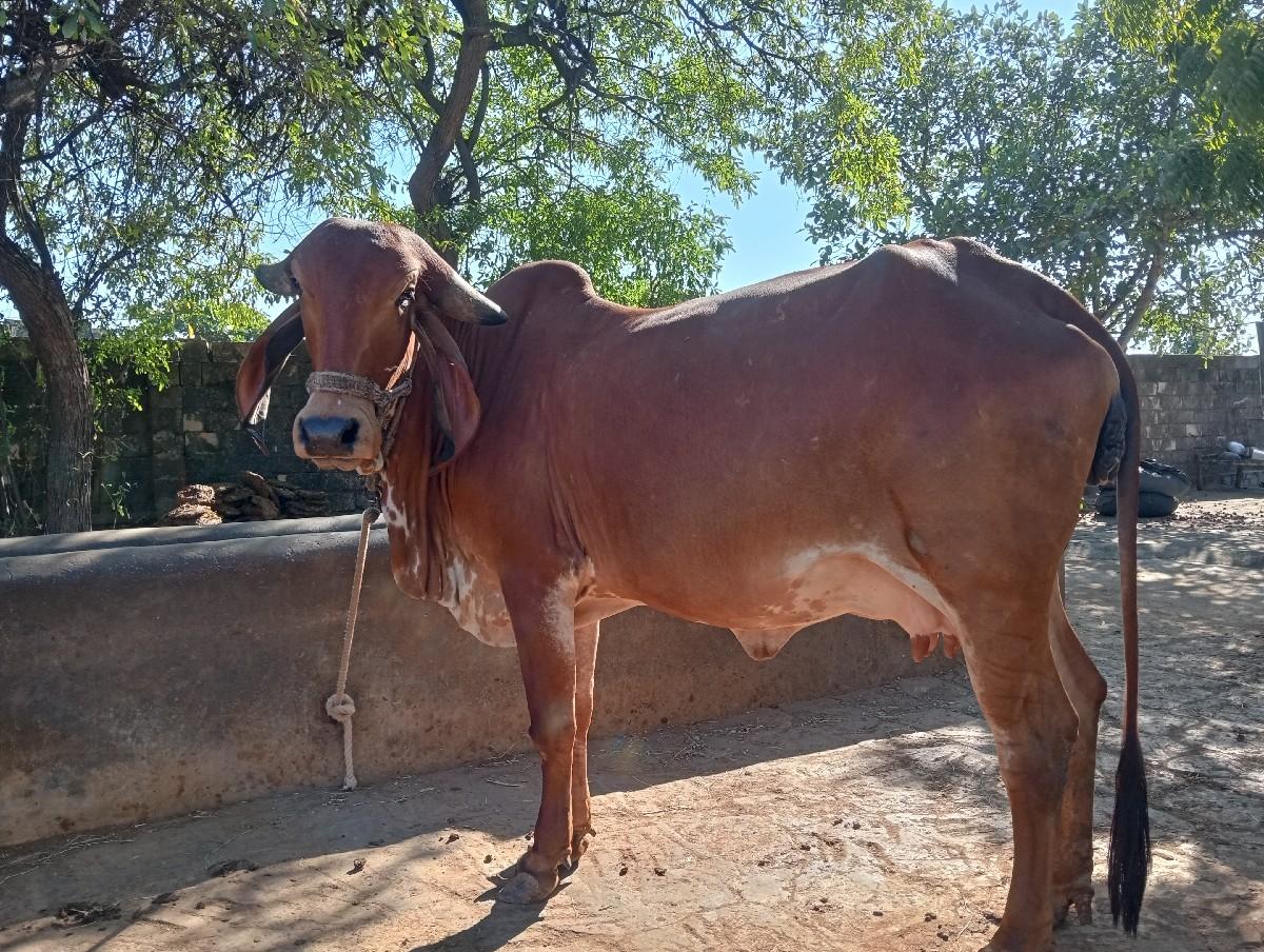 થંબનેલ 3