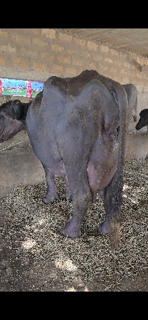 થંબનેલ 5