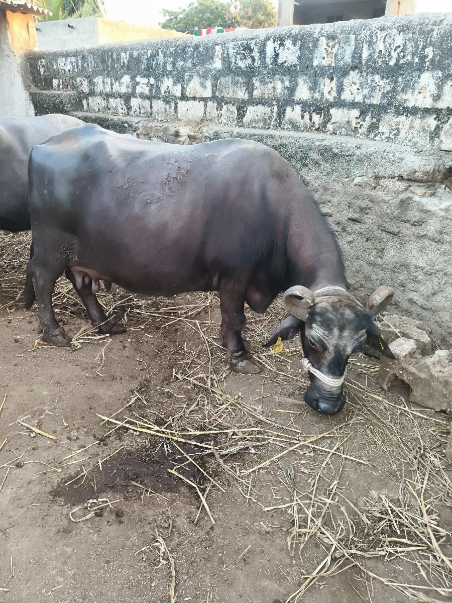 થંબનેલ 3