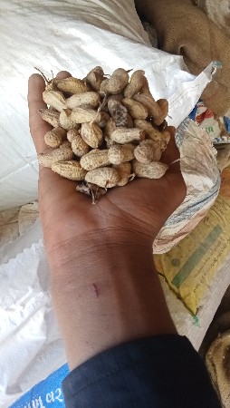 મગફળી વેચવાની છે