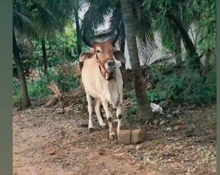 વઢયારો માકડો ગોઢલો લેવાનો છે