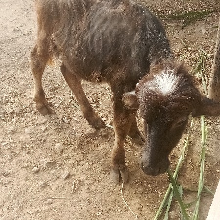 थंबनेल 2