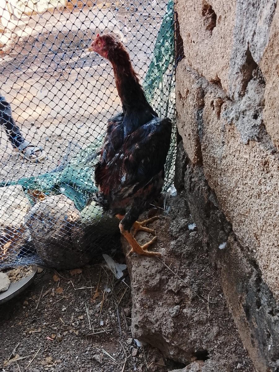 અસીલ મૂરઘો વેચવાનો છે