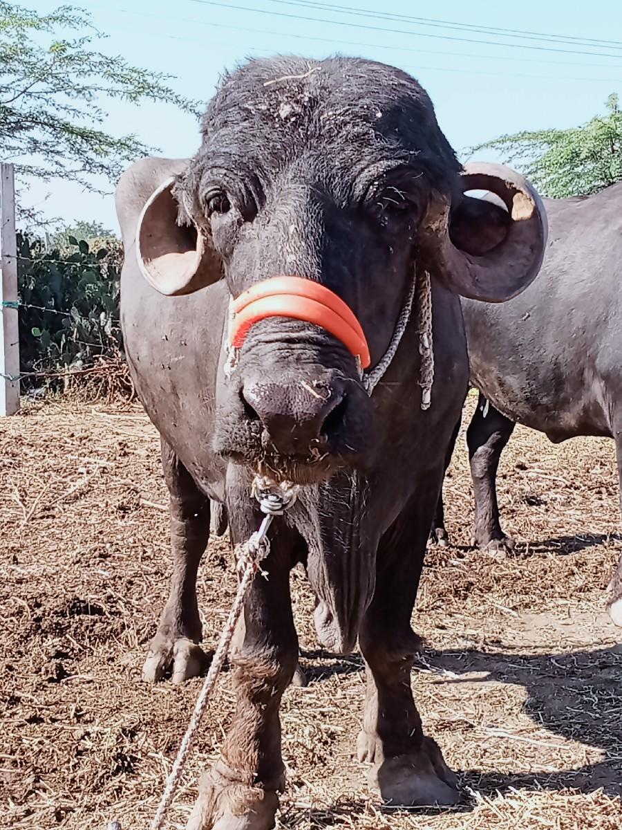 ભેંસ વેચવાની છે