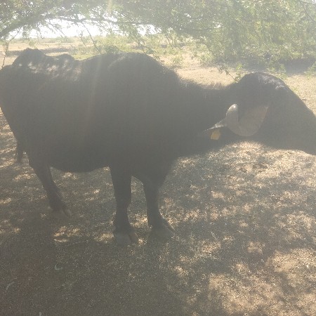 બીજા વેતર ની. સાવ સોજી.