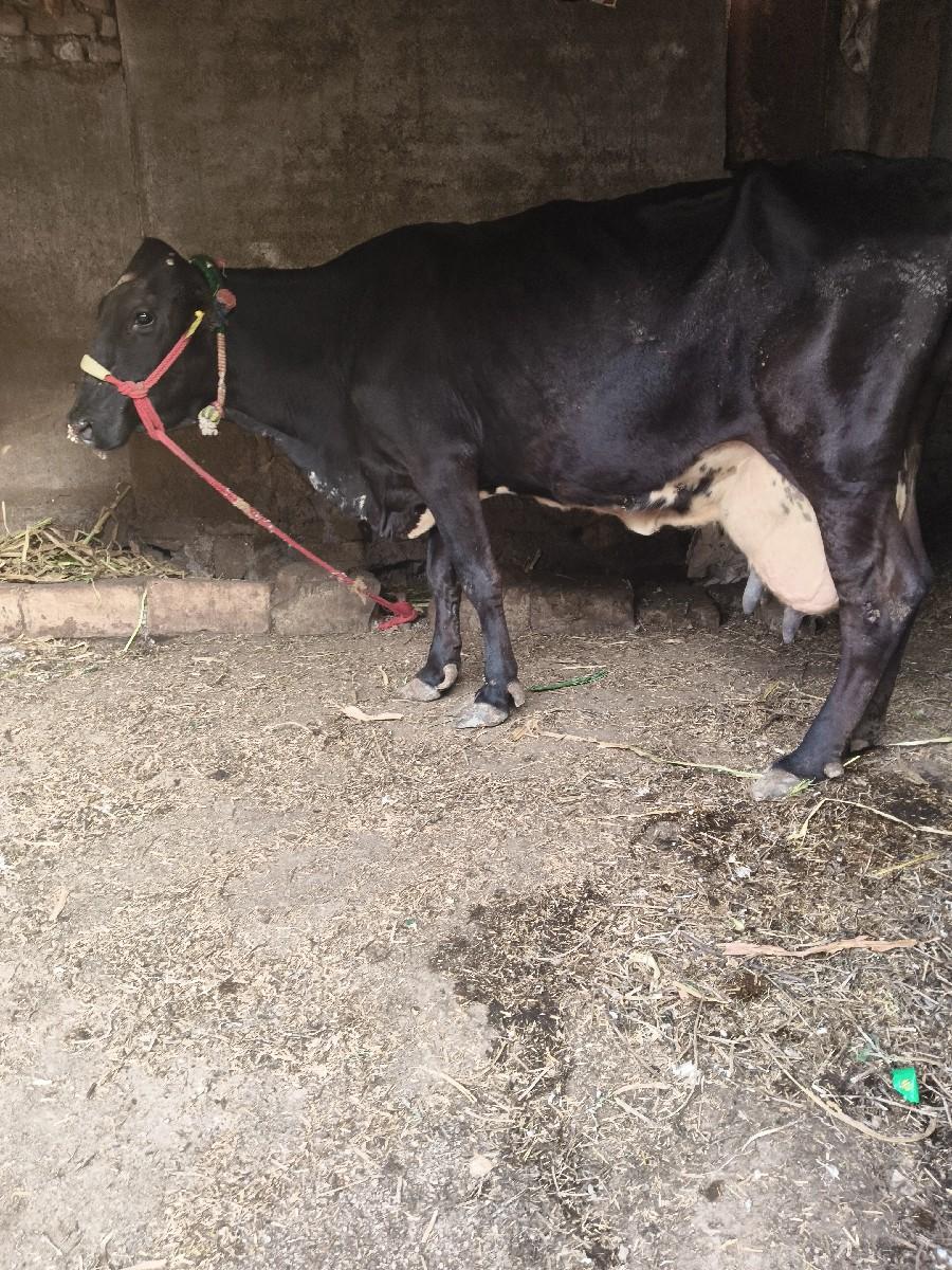 જરશી ગાય વેચવાની છે