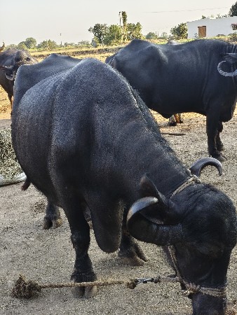 થંબનેલ 2