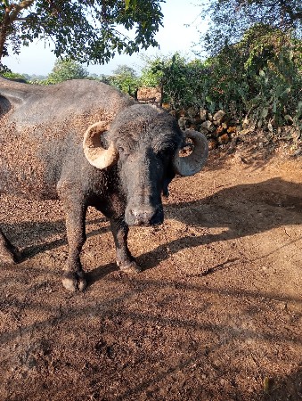 વેચવાની છે